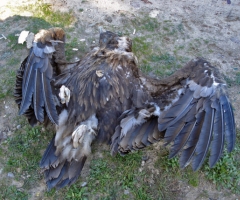 El envenenamiento de animales cierra 28 cotos de caza en 15 años en Castilla y León